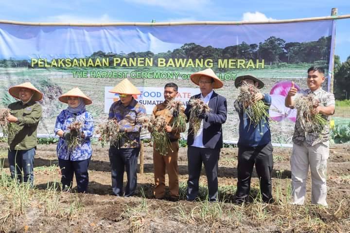 Kemenko Marves Bersama Bupati Humbahas Panen Bawang Merah di Food Estate, 10 Ton Per Ha