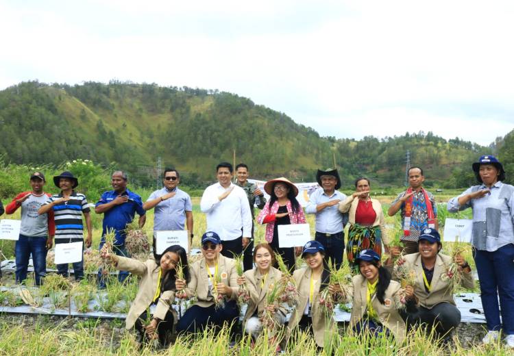 Bupati Samosir, Panen Bersama Dengan  Kelompok Tani Maju