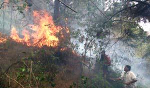 Awas Api, Bukit Simanjalo Toba Samosir Kebakaran