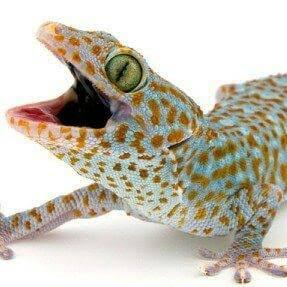 Kayak Menunggu Suara Tokek