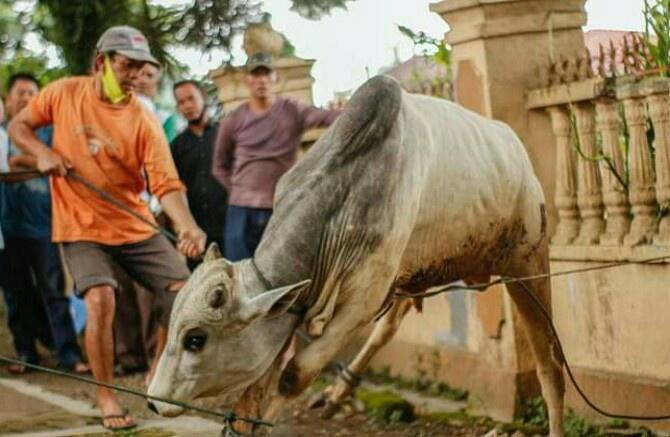 Pemko Padangsidimpuan Sembelih 9 Ekor Hewan Kurban