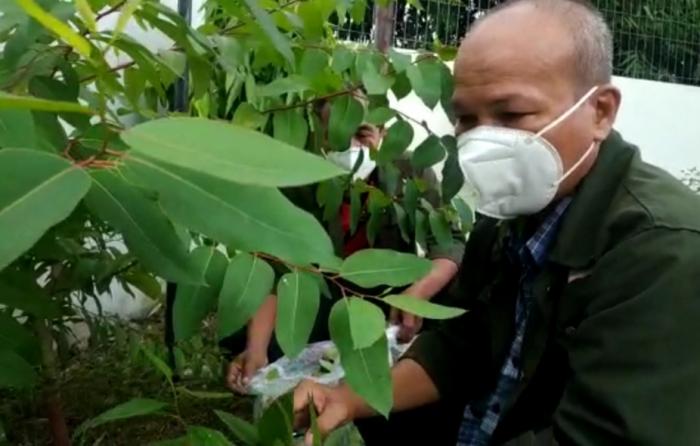 UKM Jurnalis Berniat Bangun Pusat Pembelajaran Eucalyptus di Taman Edukasi Binjai