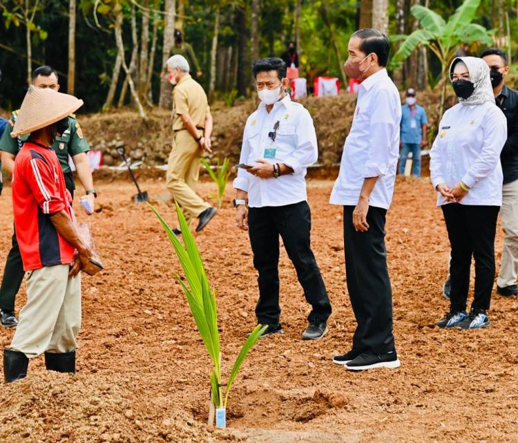 Presiden ke Petani: Sudah Lihat Pohon Kelapa Genjah? Sini Saya Perlihatkan