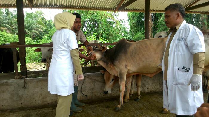 Diskanla Medan Sidak Penjual Hewan Kurban Jelang Idul Adha