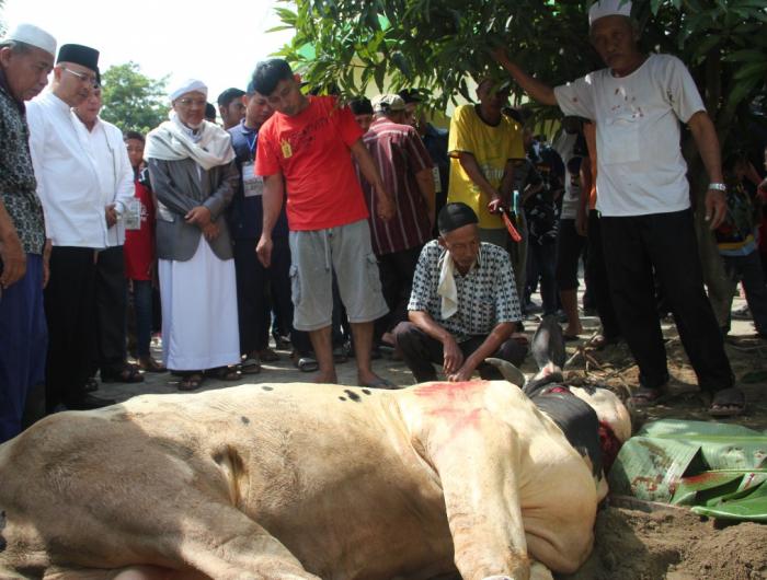 Hari Raya idul Adha 1437 H, Umat Muslim Medan Sembelih 9.665 Ekor Hewan Kurban