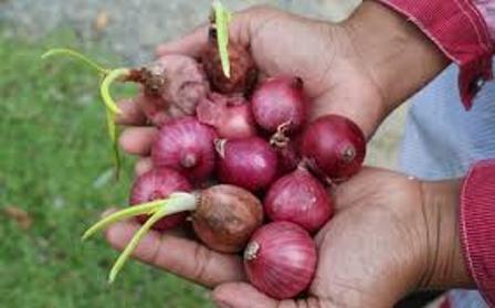 Kementan : Susahnya Ubah Kebiasaan Petani Tinggalkan Bibit Umbi Bawang Merah Ke Biji