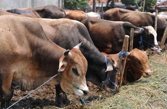  Pemkot Medan Potong 75 Ekor Sapi Kurban