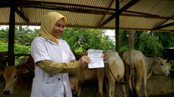 Ada Sapi Tak Layak Konsumsi Ditemukab di Medan