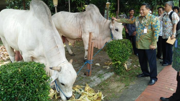 Sapi Kurban Presiden Jokowi 1,5 Ton, Wapres 1,3 Ton