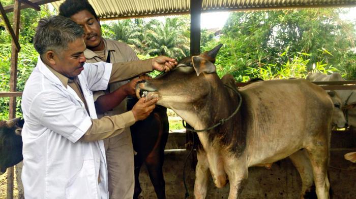 Distanla Medan Temukan Dua Ekor Lembu Tidak Sehat
