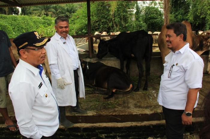 Akhyar Nasution Tinjau Tempat Penjualan Hewan Kurban