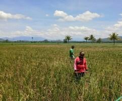 Puluhan Hektar Sawah di Batang Angkola Gagal Panen