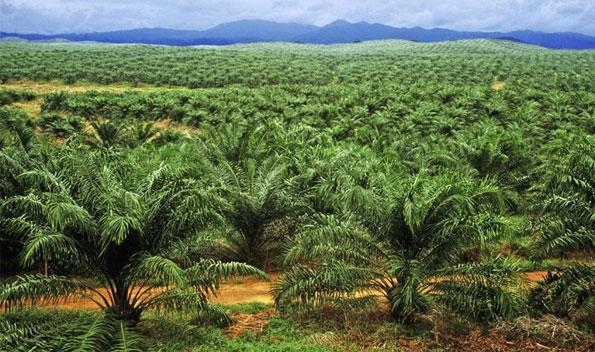 MERAJUT ASA RAJA CPO (crude palm oil) BERTRANSFORMASI MENJADI RAJA ENERGI