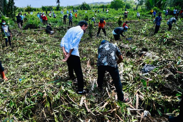 Tanam Mangrove Bersama Masyarakat, Presiden: Untuk Antisipasi dan Mitigasi Perubahan Iklim