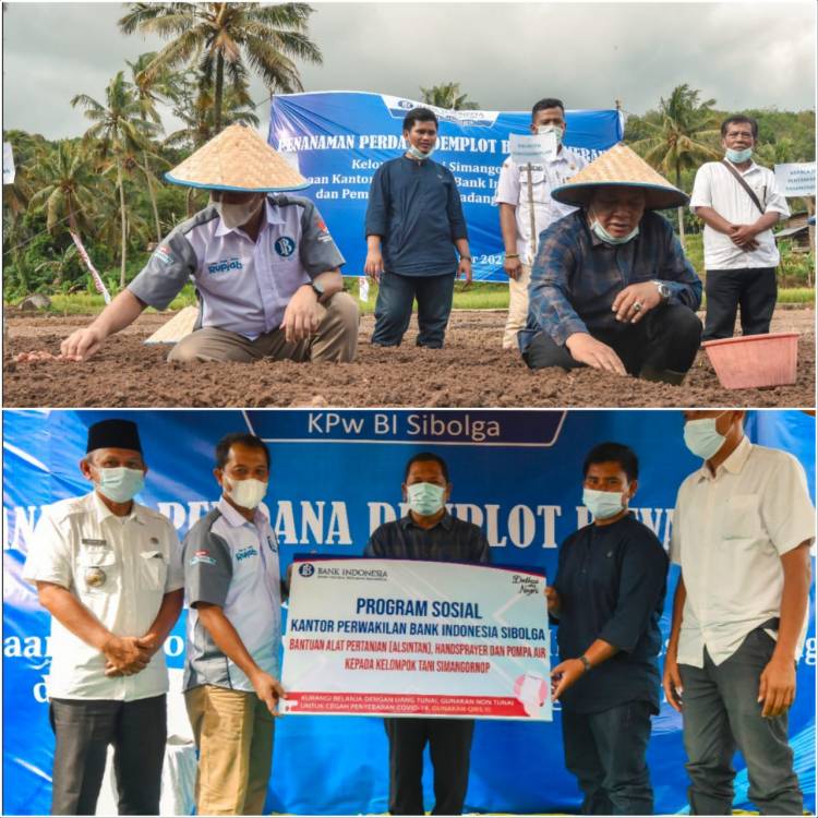 Walikota Sidimpuan Dan BI Sibolga Buka Demplot Bawang Merah