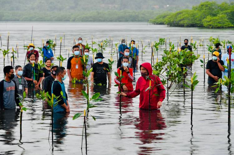 Presiden "Nyemplung" Saat Tanam Mangrove Bersama Masyarakat di Batam