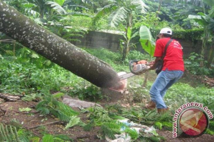 Polres Humbang Hasundutan Amankan Warga, Diduga Lakukan Penebangan dan Pengelohan Kayu di Kawasan Hutan