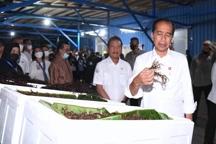 Presiden Jokowi Tinjau Unit Pengolahan Ikan dan Budidaya Rumput Laut di Provinsi Maluku