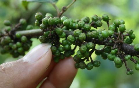 Tak Ada Duanya di Dunia, Bumbu Khas Batak Andaliman yang Pedas Beraroma Lemon