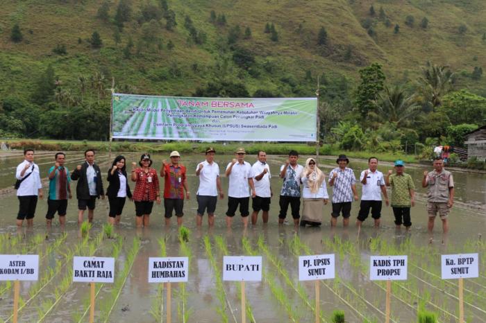 Petani Kembangkan Padi Varietas Inpari 28 di Humbang Hasundutan