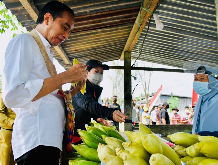 Kunjungan Kerja di Sorong, Presiden Jokowi Akan Tanam Jagung hingga Tinjau Vaksinasi