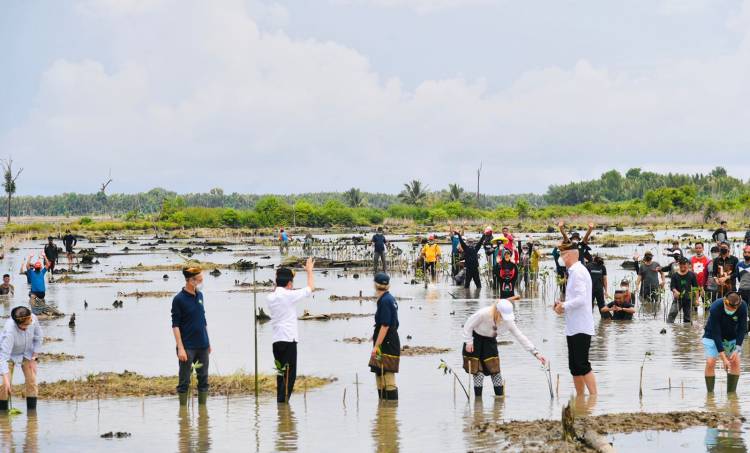 Presiden Jokowi Tanam Mangrove Bersama Dubes dan Masyarakat di Tana Tidung