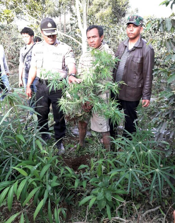 Wah, Zona Merah Gunung Sinabung Disalahgunakan Jadi Ladang Ganja