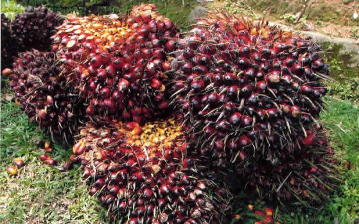 Kelompok Usaha TSE Lakukan Moratorium untuk Keberlanjutan Perkebunan Kelapa Sawit