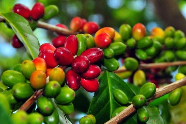 Pemkab Temanggung Gandeng Perhutani Kembangkan Komoditas Kopi