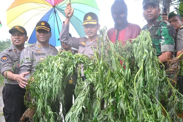 Wakapoldasu Brigjen Pol Adhi Prawoto Tinjau Ladang Ganja di Zona Merah Sinabung