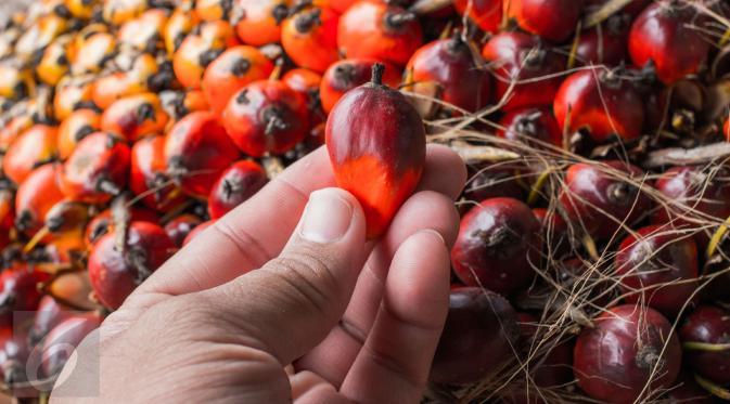 Kelapa Sawit Indonesia Bisa Kuasai Ekonomi Global, Negara Asing Gerah