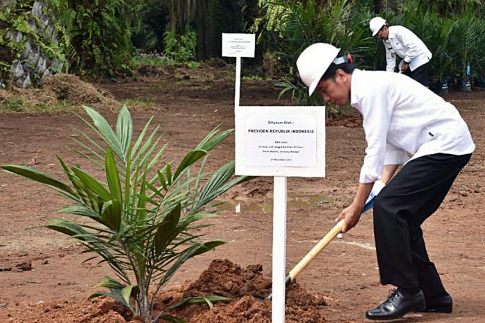 Presiden Jokowi Tanam Sawit Program PSR Di Serdang Bedagai