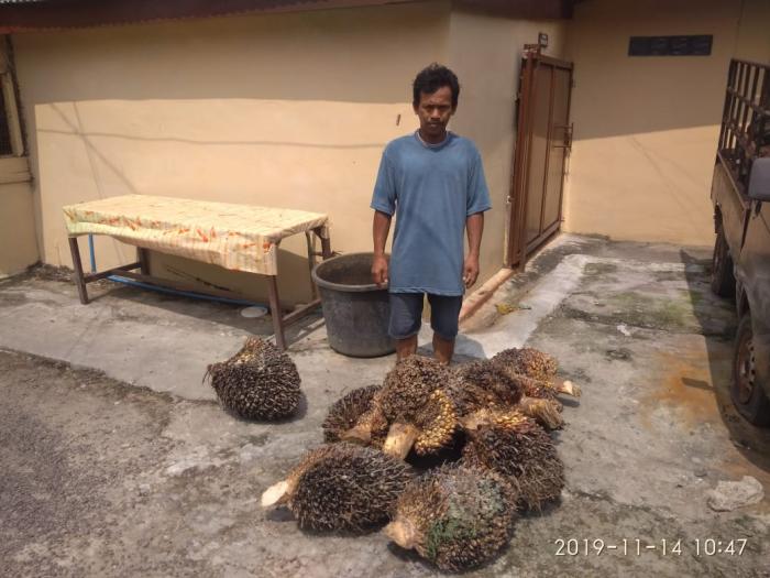 Suhendri Terciduk Curi TBS di PTPN III Membang Muda