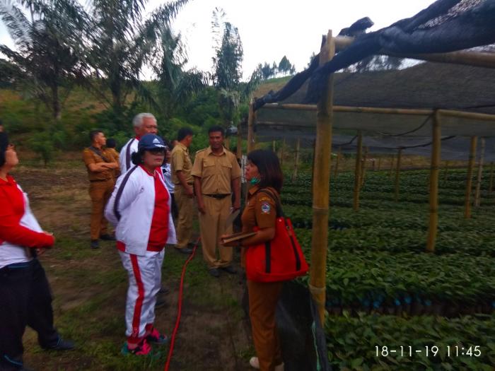 Bupati Serahkan 40 Ribu Bibit Kopi Sigarar Utang Kepada Poktan di Tobasa
