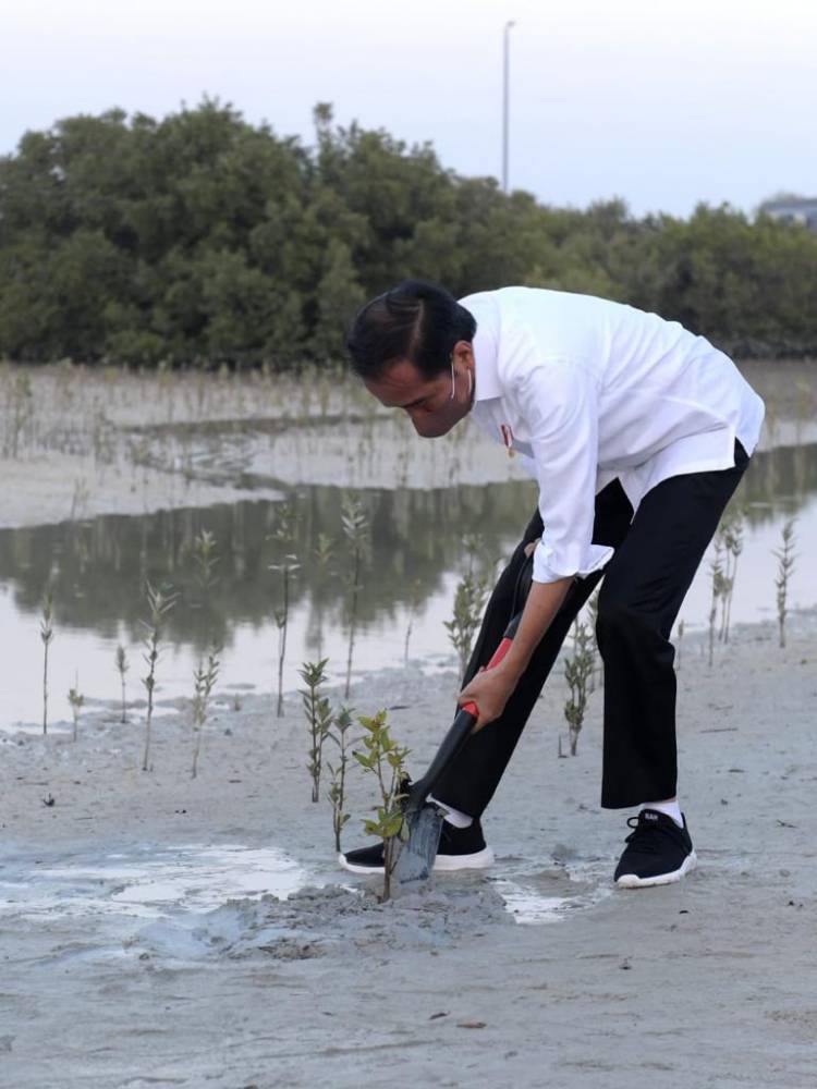 Saat Presiden Jokowi Tanam Mangrove di Abu Dhabi