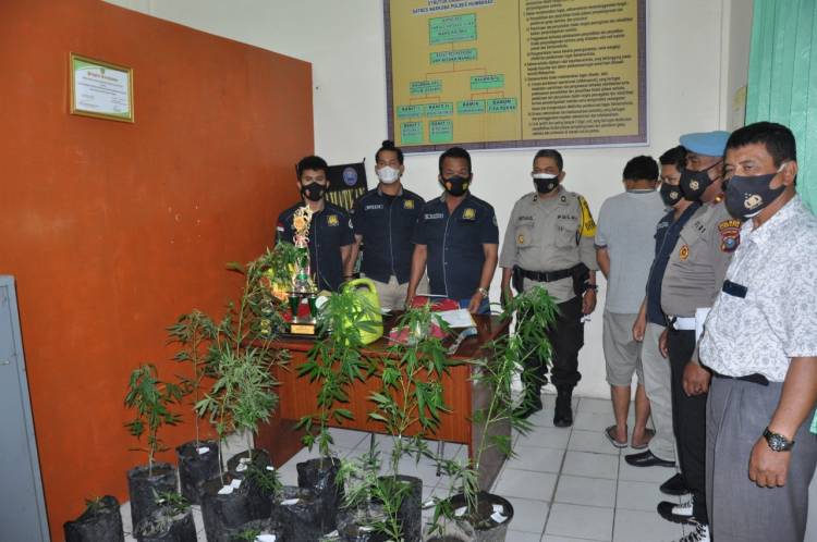 Polres Humbang Hasundutan Tangkap Warga Tanam Ganja