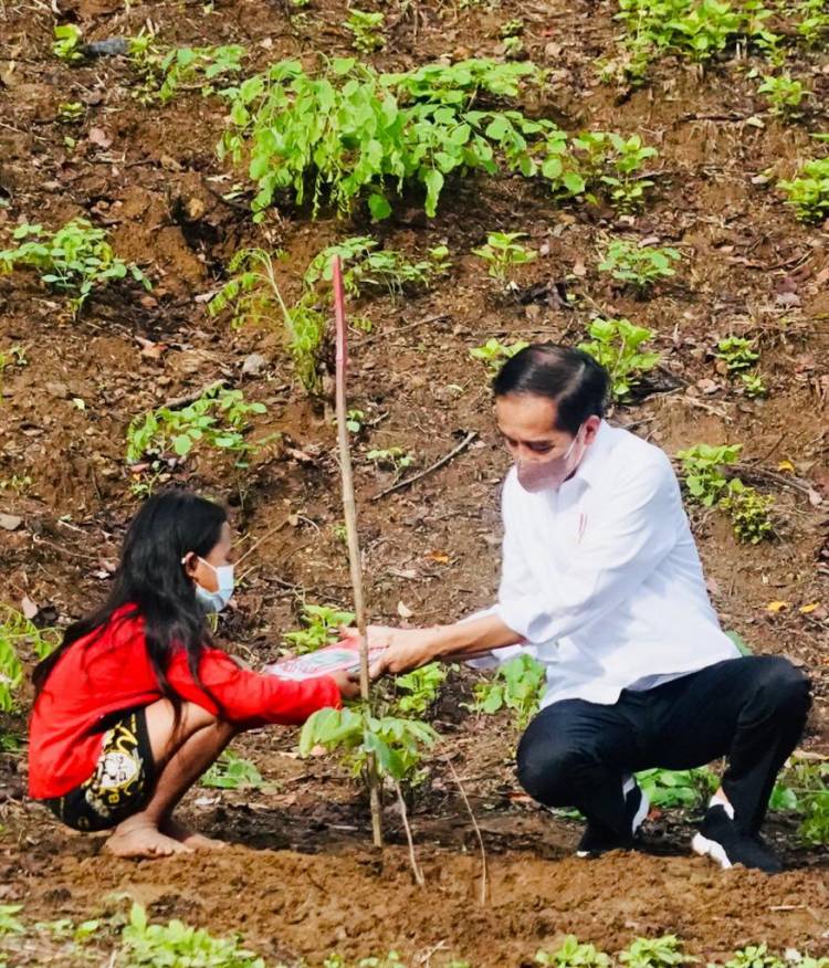 Hari Kedua di NTB, Presiden Akan Tanam Pohon dan Bertolak ke Papua