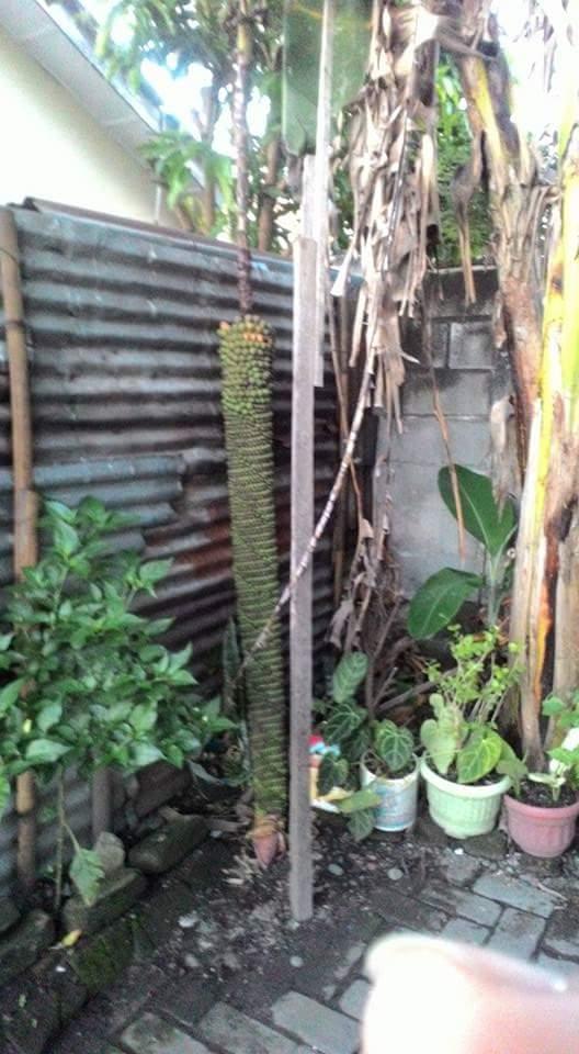 Pohon Pisang Dengan Buah yang Panjang dan Unik Tumbuh di Tanjung Anom Medan