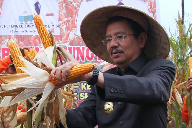 Gubernur dan Pejabat Panen Jagung di Deliserdang