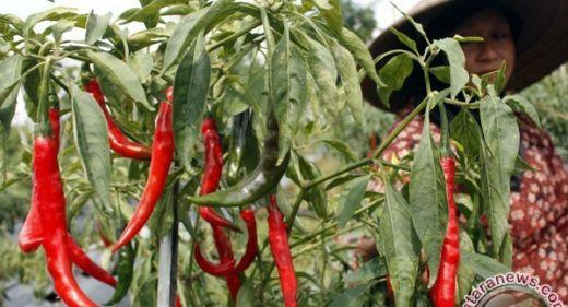 Sumut Butuh Peningkatakan Kualitas Hasil Pertanian dan Tanaman Hortikultura