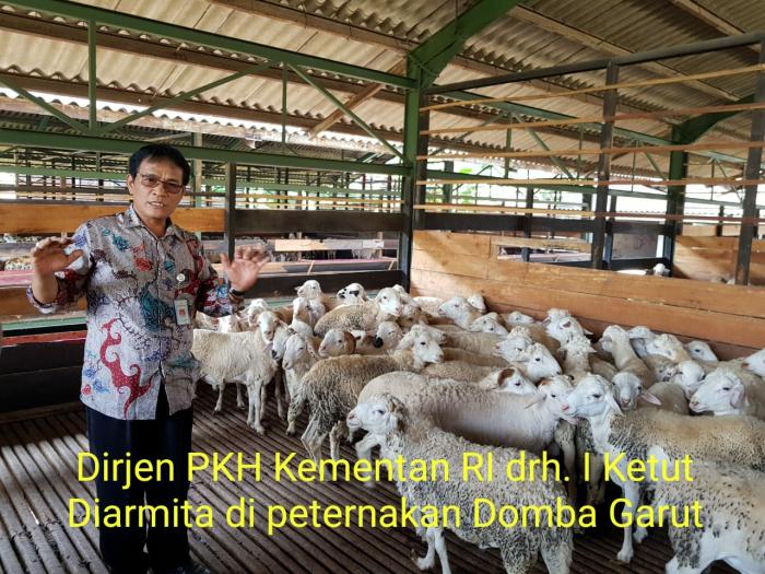Ekspor Domba Garut Merambah ke Uni Emirat Arab