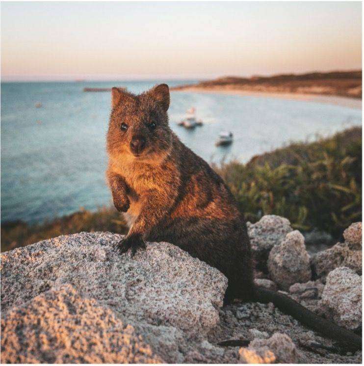Liburan Keluarga Tak Terlupakan! Menjelajah Kawasan Swan Valley dan Rottnest Island di Australia Barat