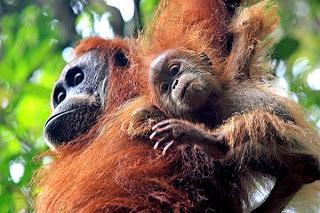 Bukit Lawang
